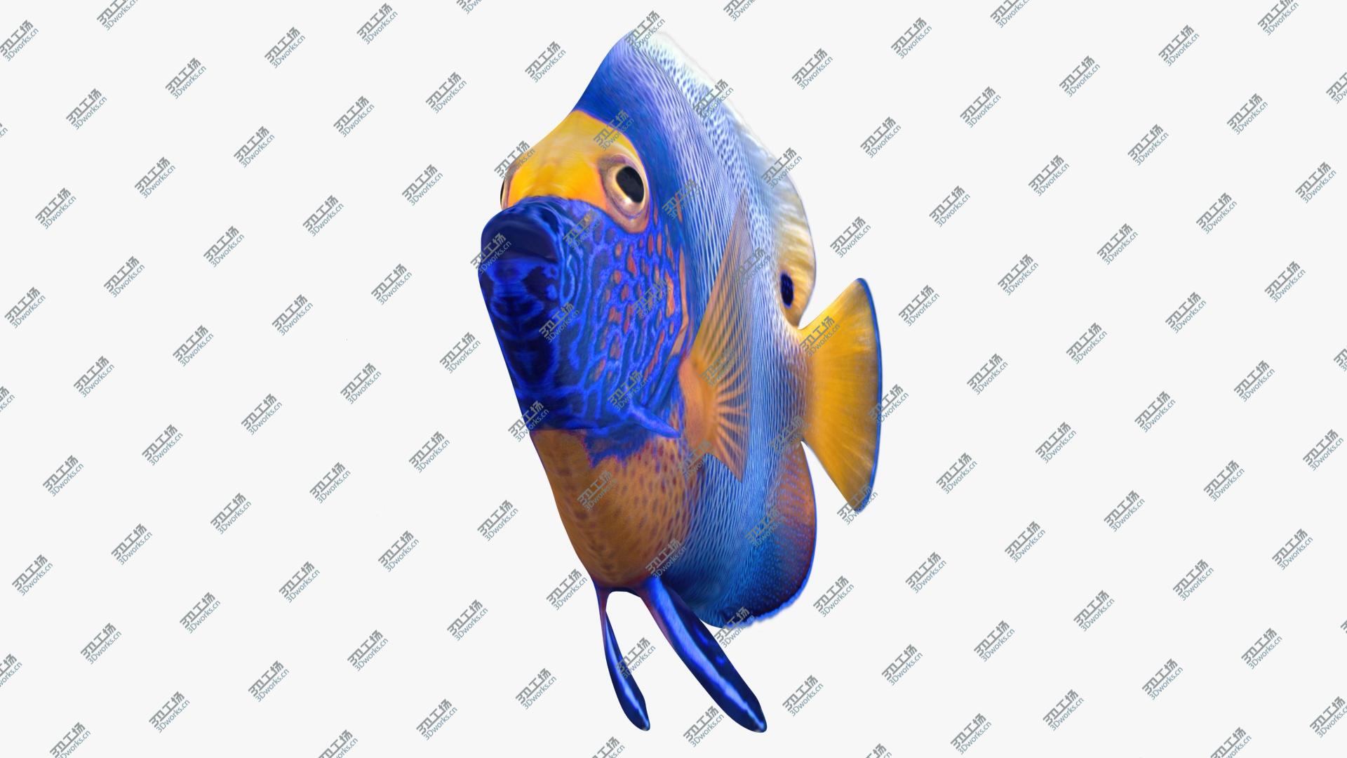 images/goods_img/202105071/3D model Blueface Angelfish Animated/4.jpg
